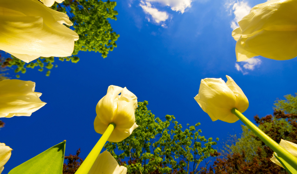 Взгляд на тюльпаны снизу