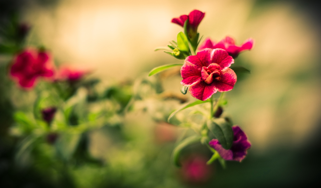 Лепестки розового цветка