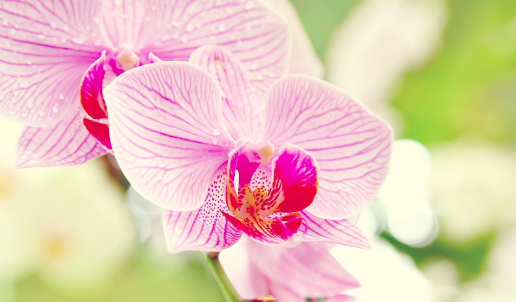 Розовые орхидеи