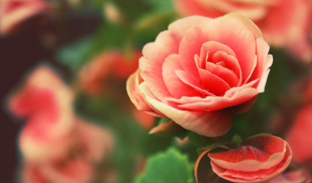 Розовый цветок Роза