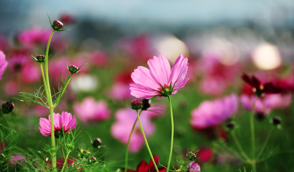 Розовые лепестки космеи