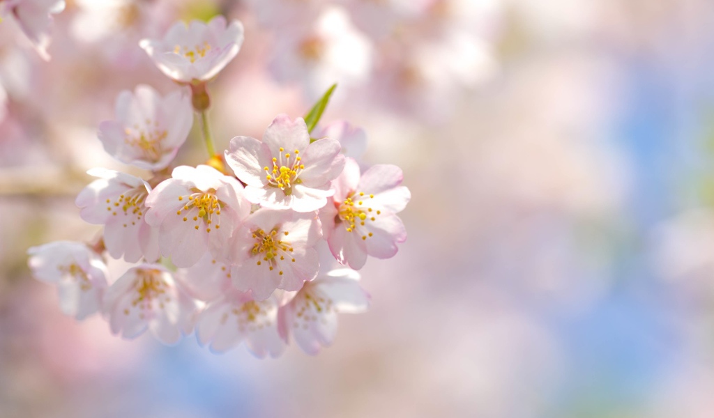 Розовые лепестки цветущей сакуры