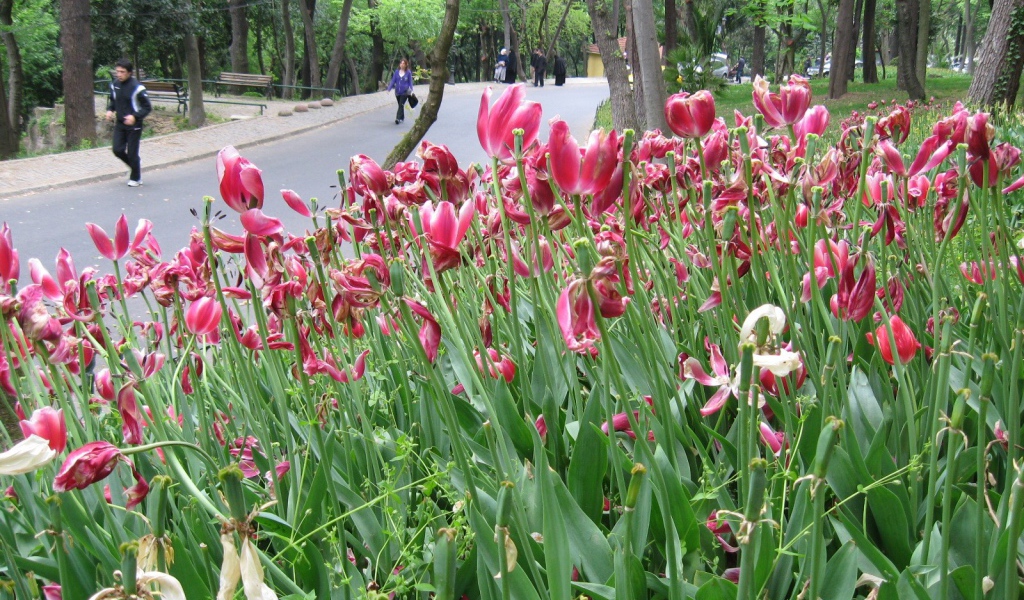 Розовые тюльпаны у дороги