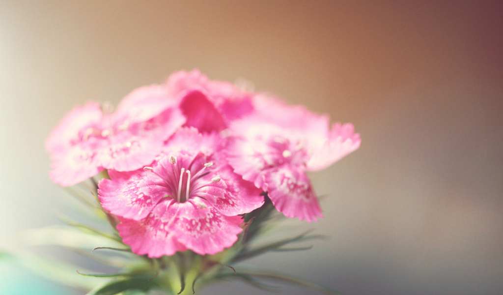 Розовые фиалки