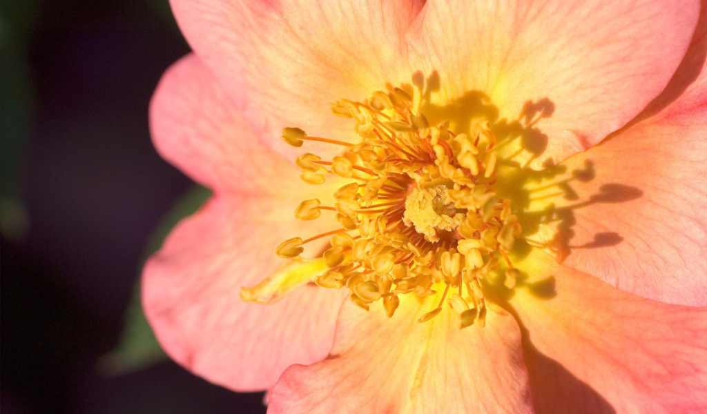 Пестики цветка