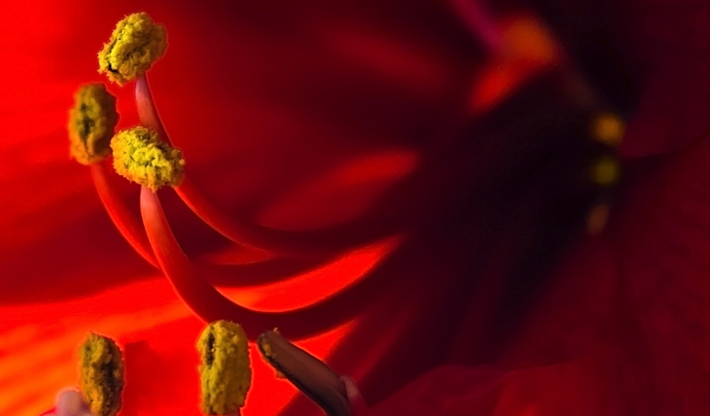 Пестики красного цветка