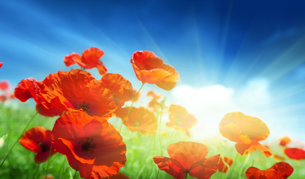 Маки на фоне неба