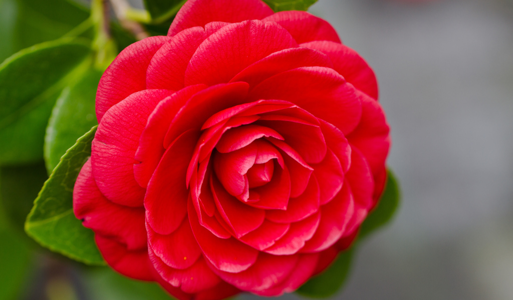 Красная камелия