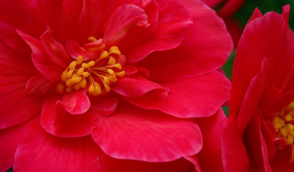 Красные большие цветы