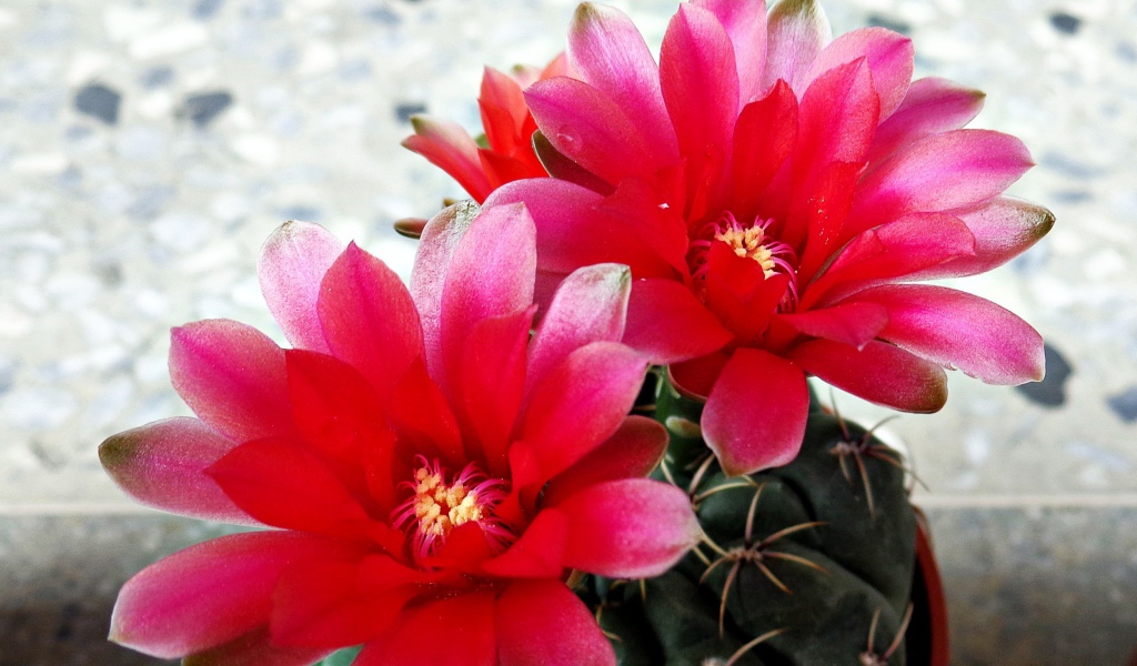 Красные цветы на кактусе