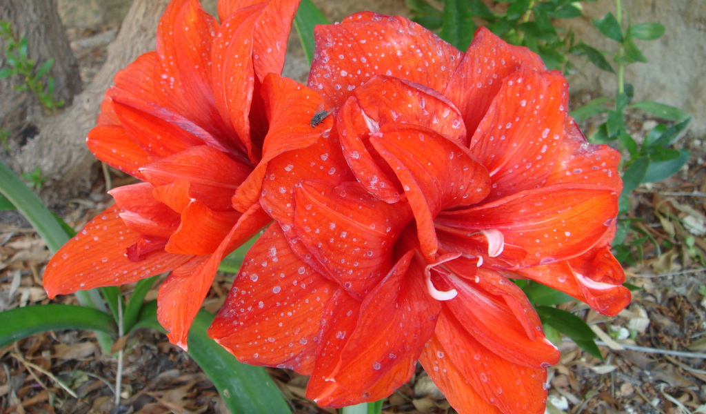 Красные цветы с каплями