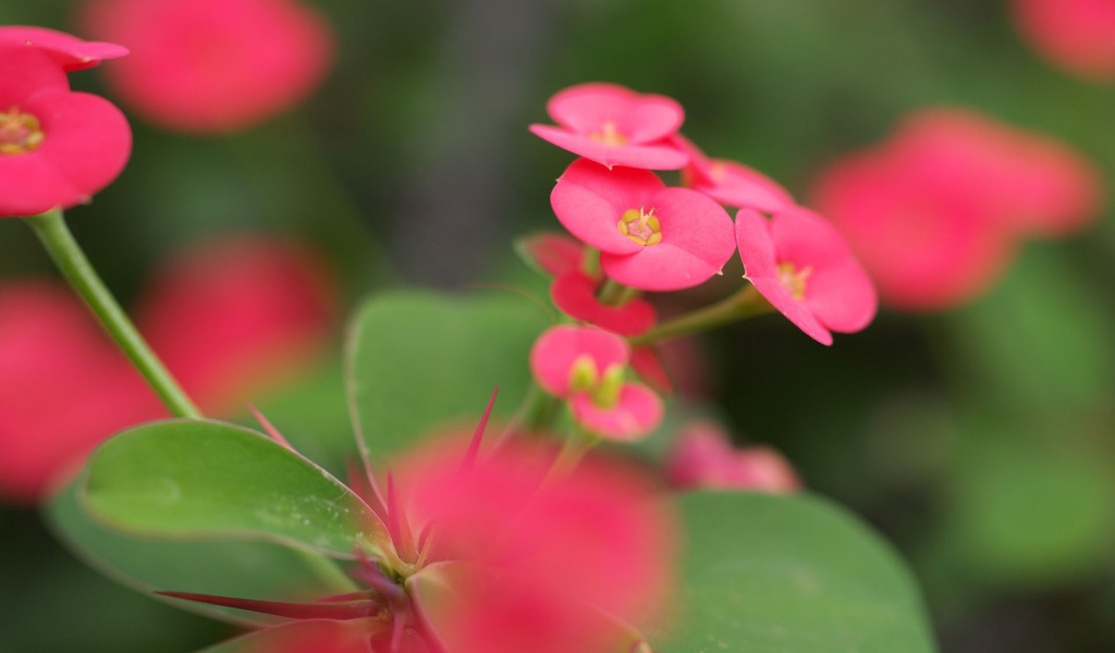 Красные мелкие цветы