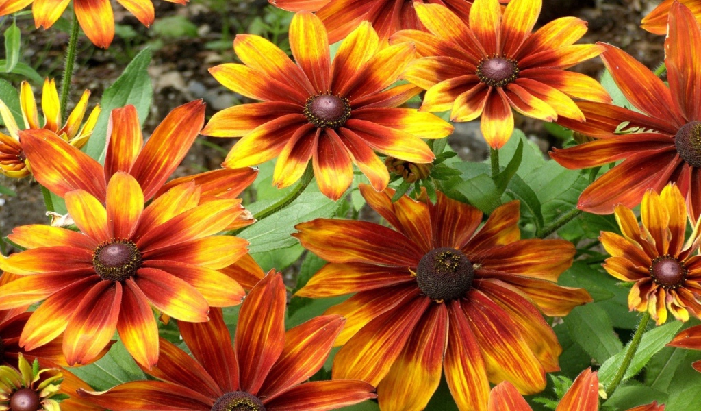 Красно желтые цветы