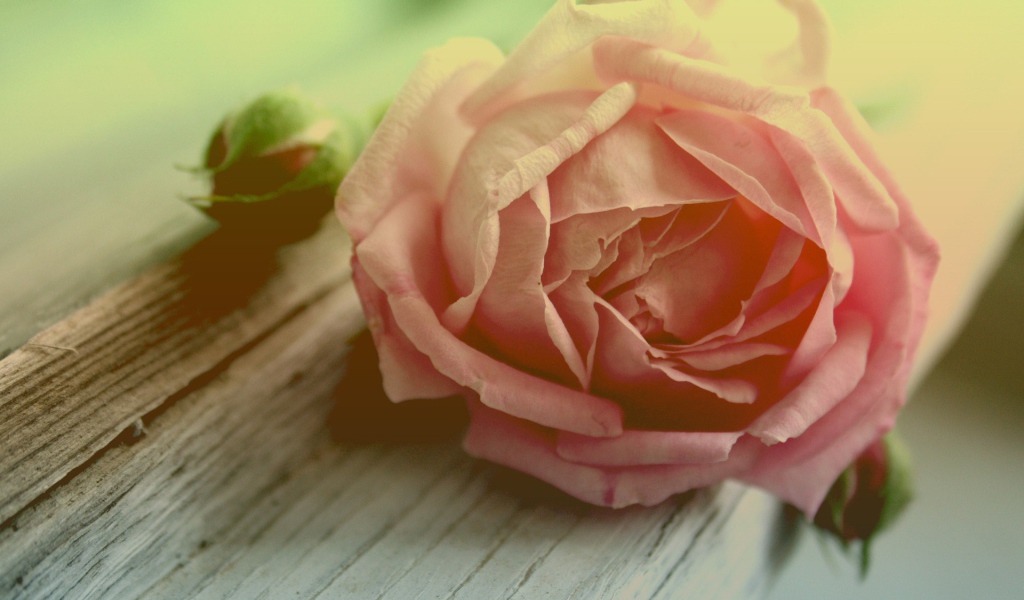 Роза и бутоны на доске