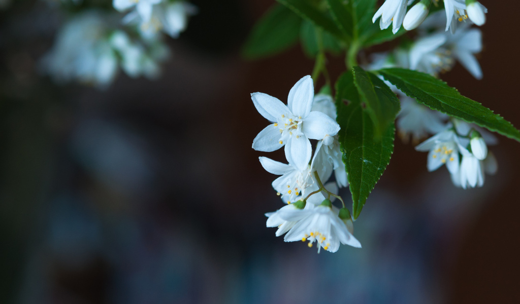 Маленькие белые цветы