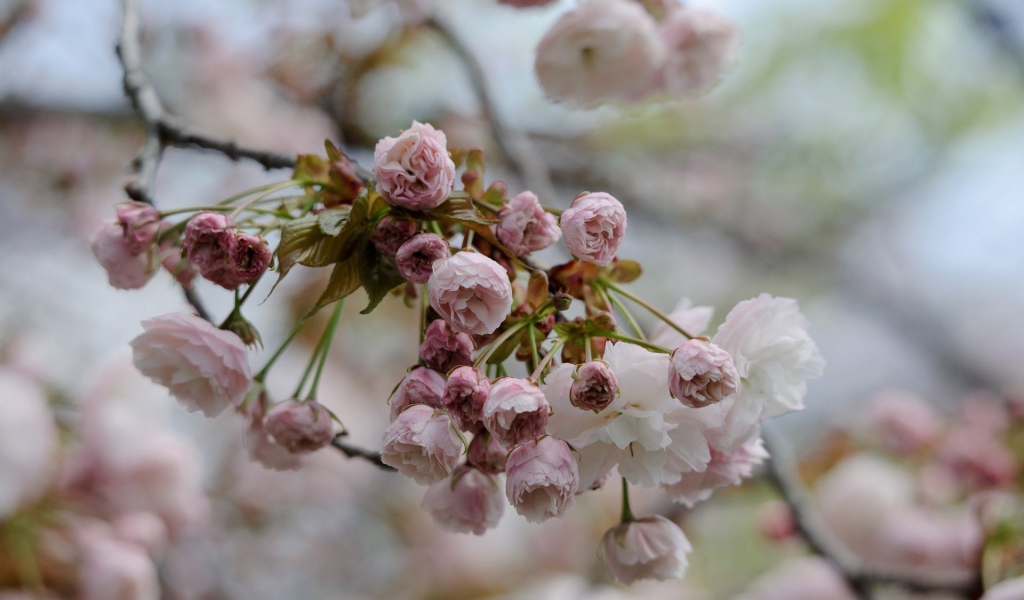 Весеннее цветение в Японии