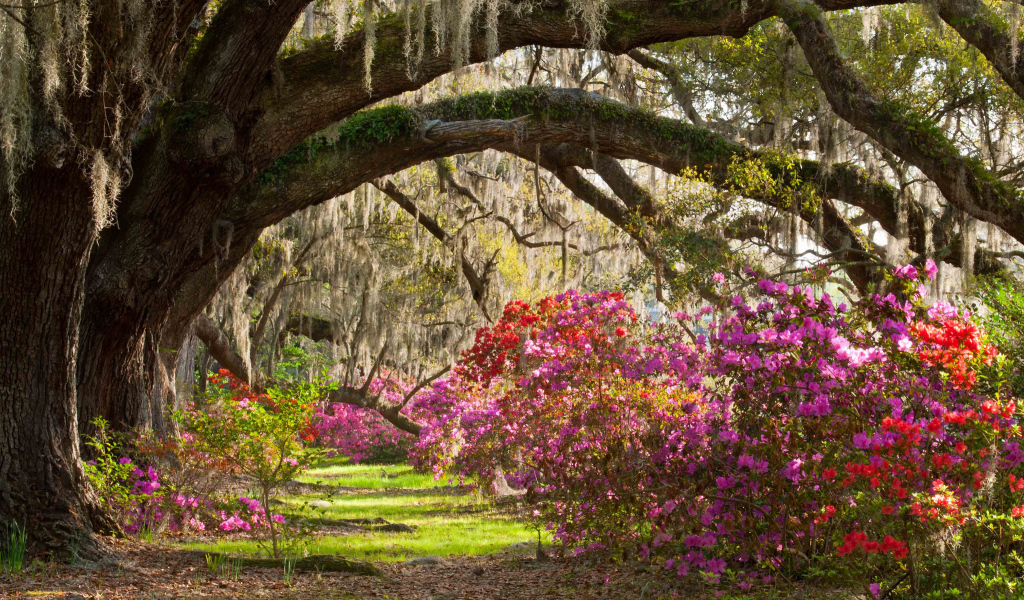 Плантация магнолий в парке