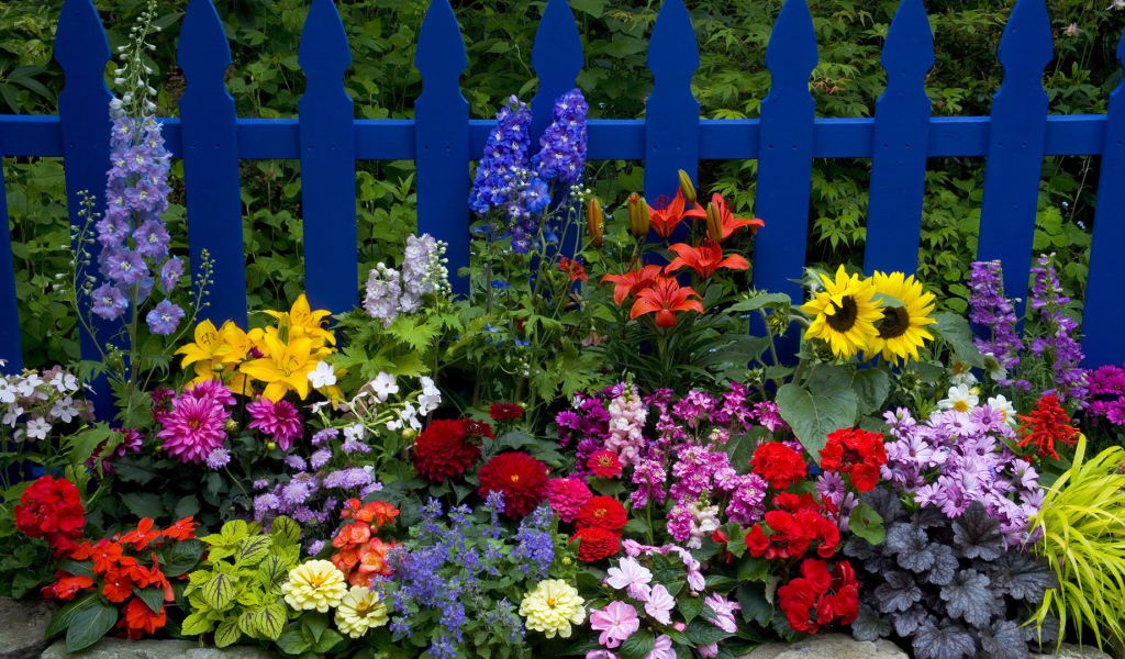 Клумба у синего забора