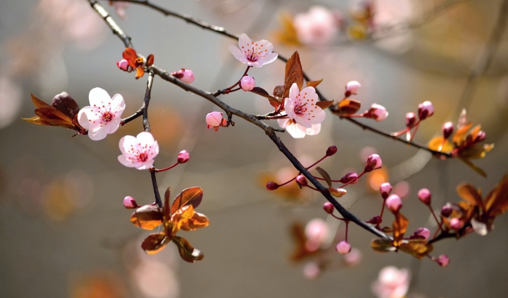 Ветка вишневого дерева