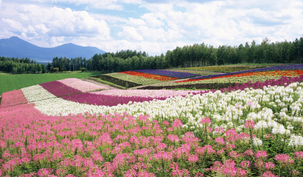 	   The flower fields in summer