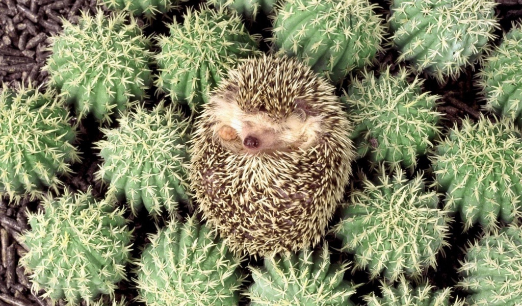 Ёжик в кактусах