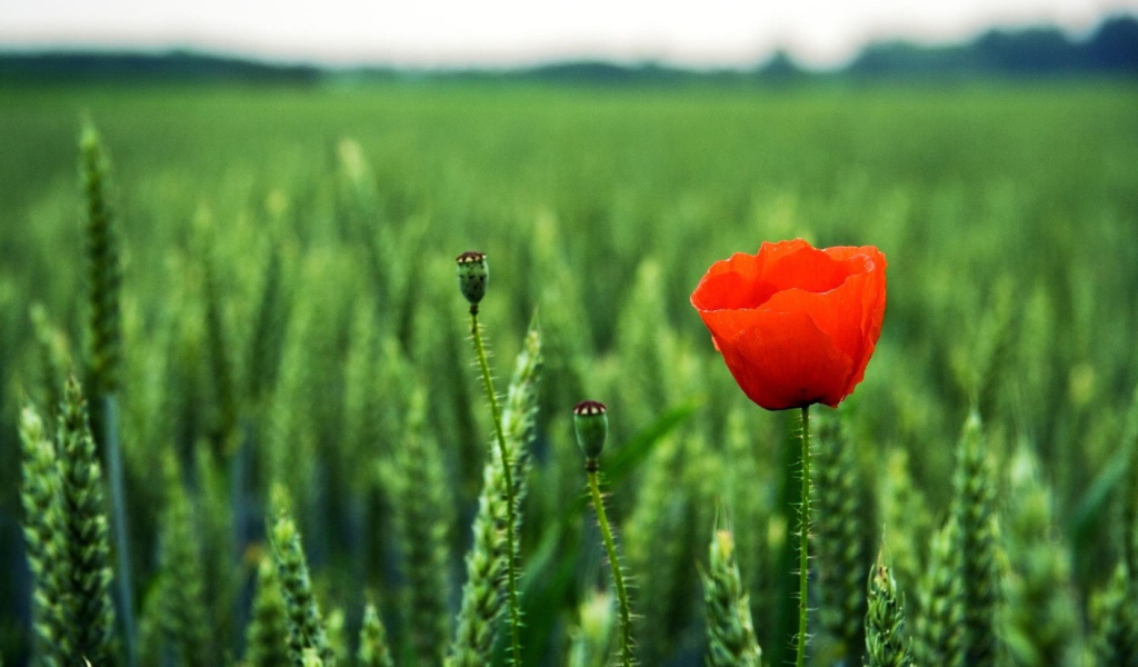 Мак на поле