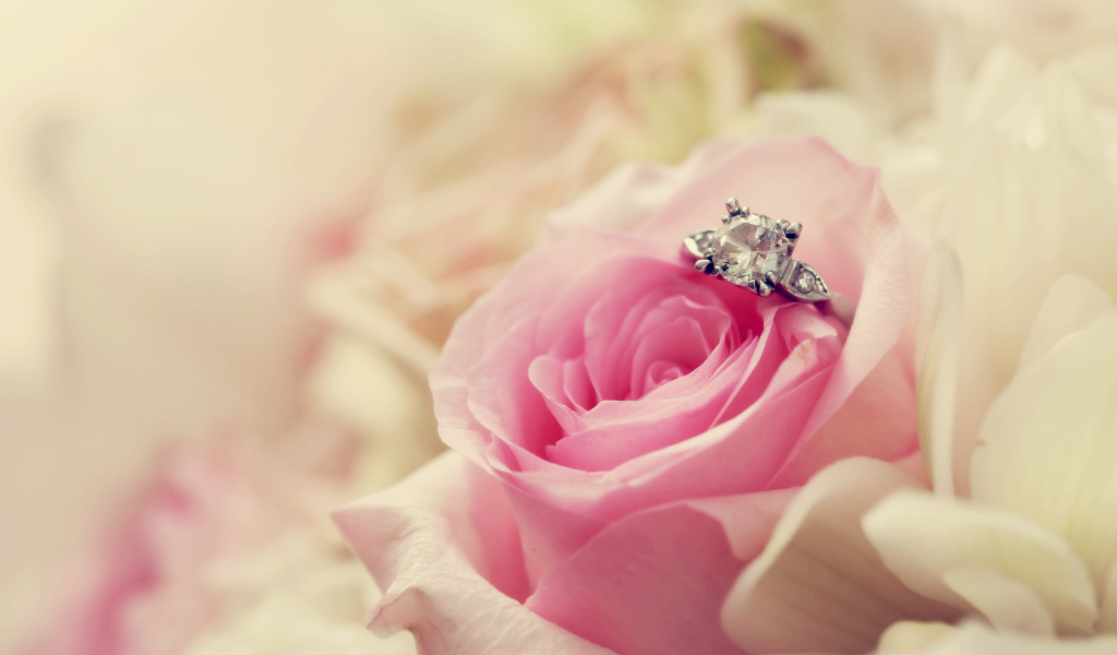 В розе лежит кольцо