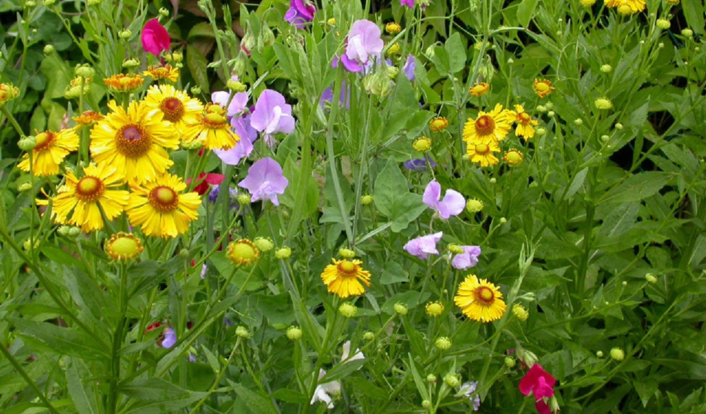 Заросли цветов