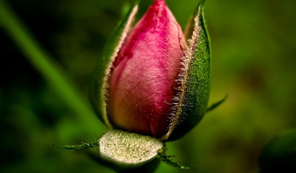 Нераспустившийся бутон розы