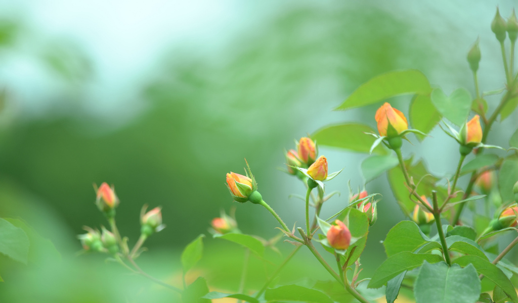 Нераскрытые бутоны роз