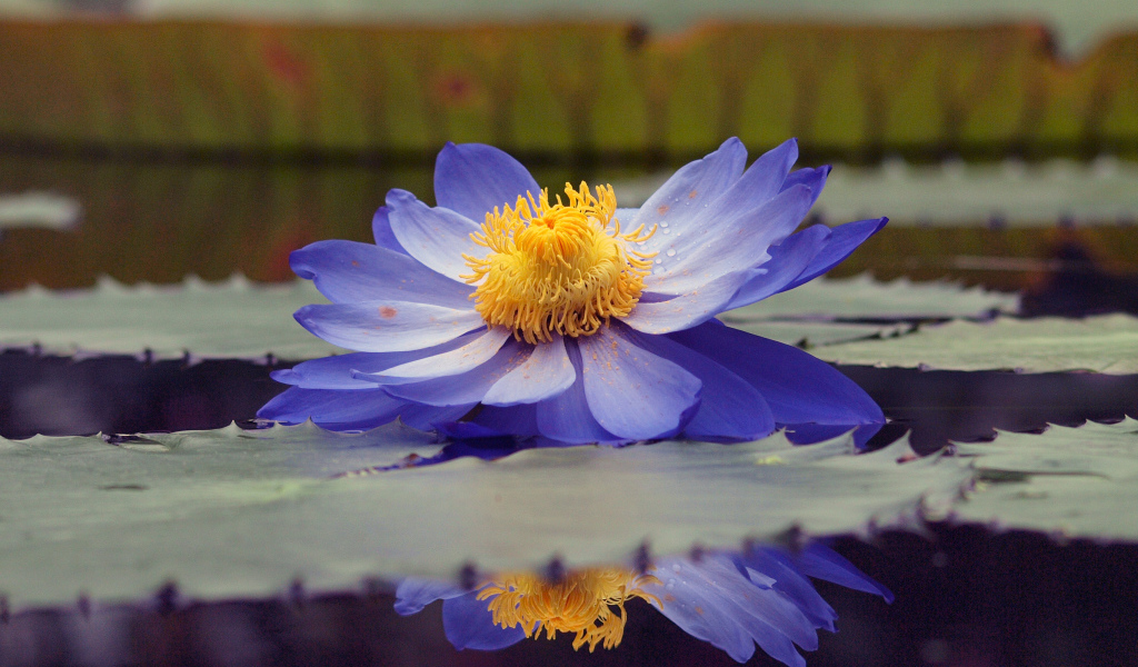 Водяная лилия на пруду