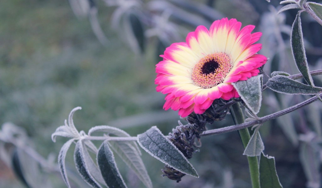 Бело-розовый цветок