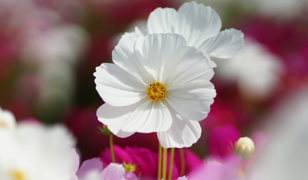 Белые цветки космеи