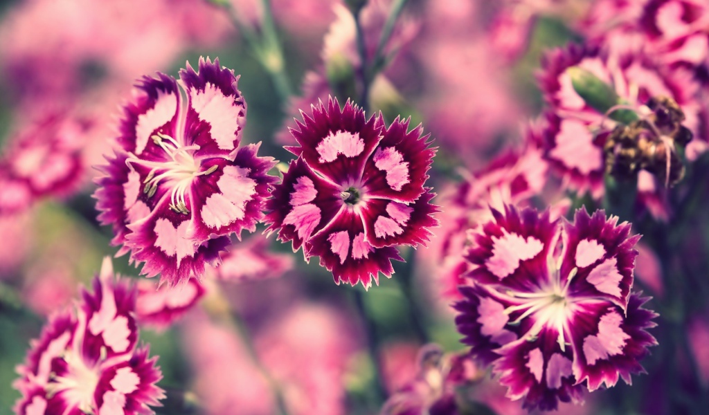 Бело розовые цветы весной