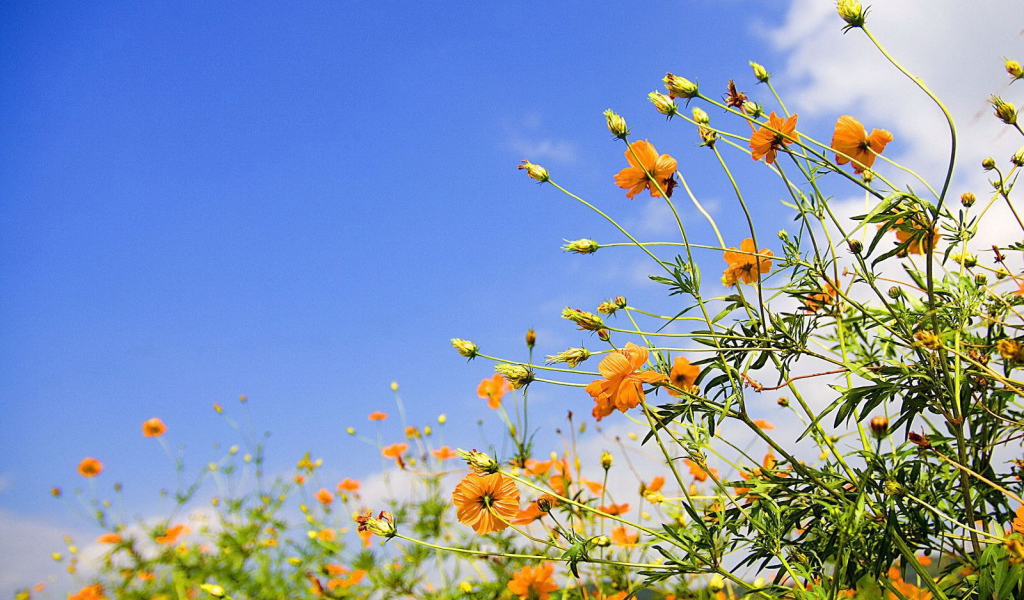 Полевые цветы на фоне неба