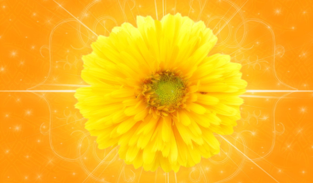 Желтый цветок на оранжевом фоне