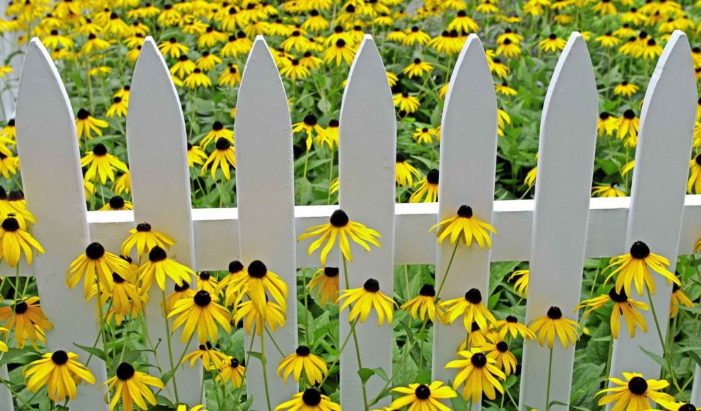 Желтые цветы у белого забора