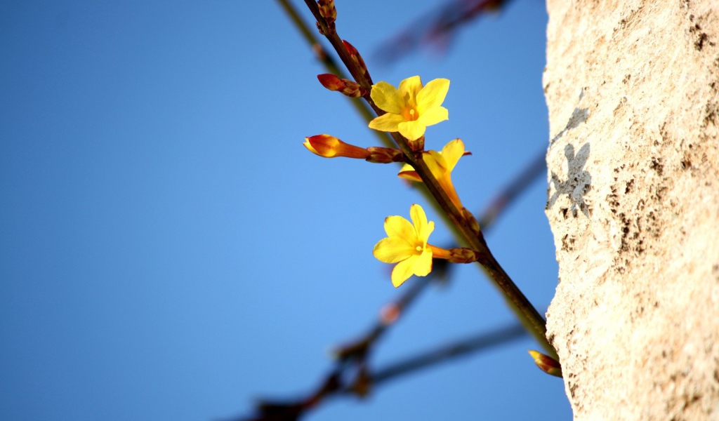 Желтые цветы на ветке