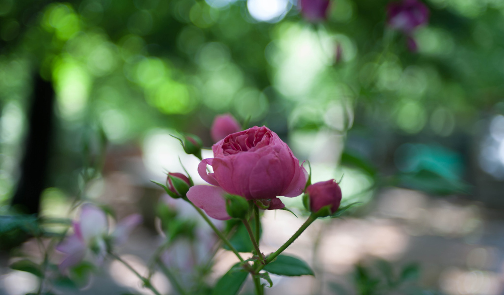 Молодой бутон розы