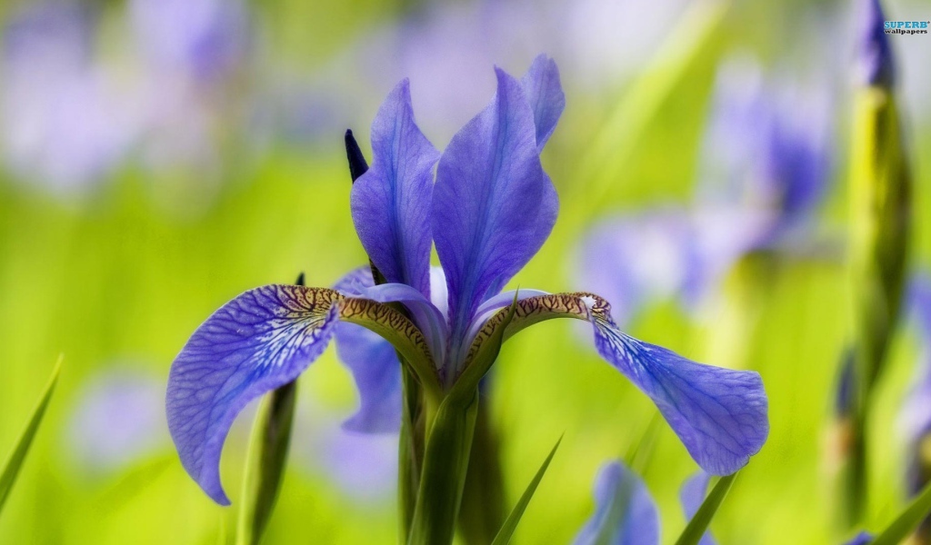 Ирис только распустился