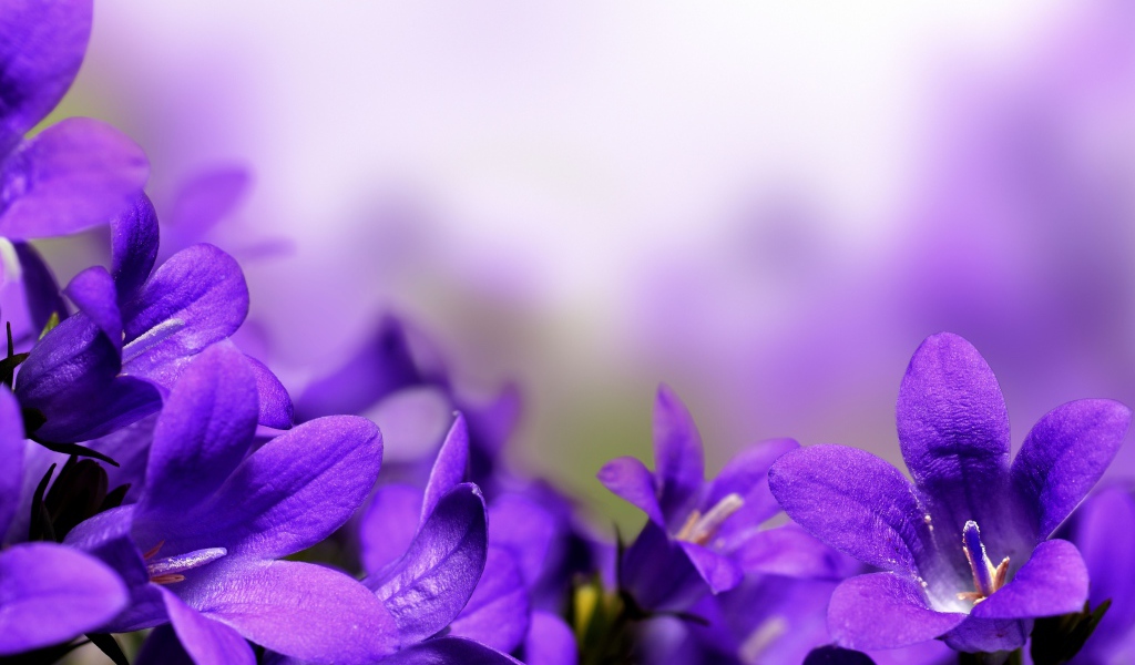 Цветы колокольчики