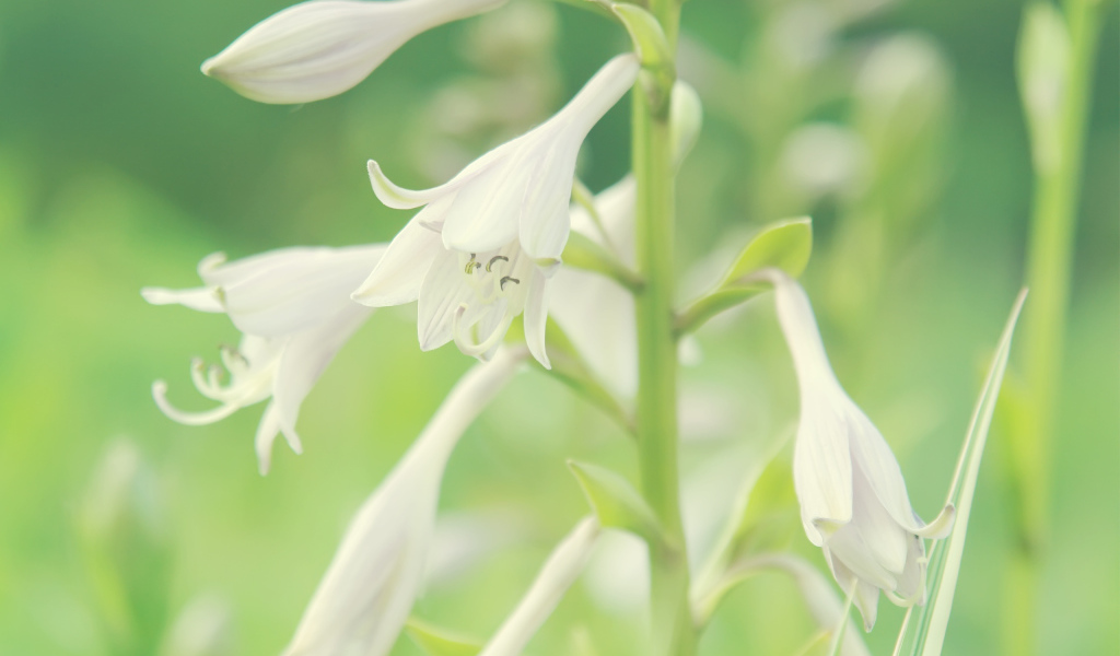 Белые колокольчики