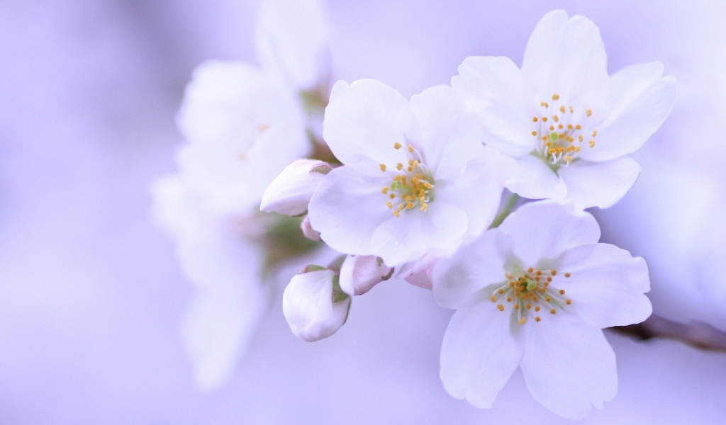 Яблоневый цвет