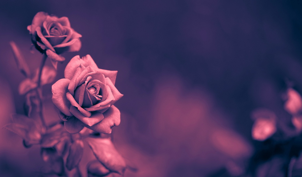 Кремовая роза