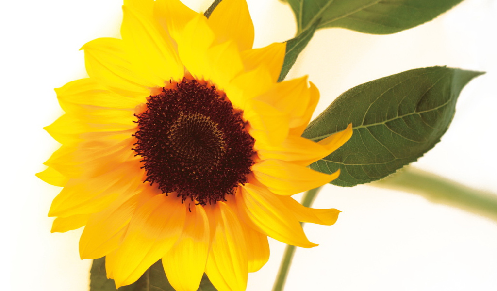 Цветок подсолнуха