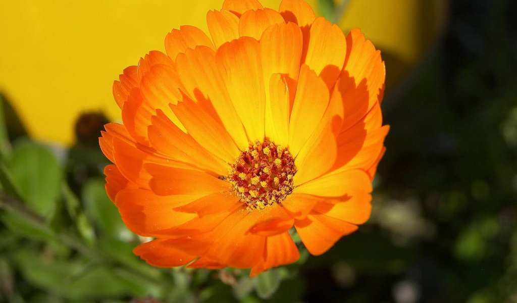 В саду красивые цветы календула