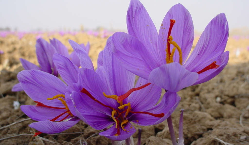 Цветы шафран 