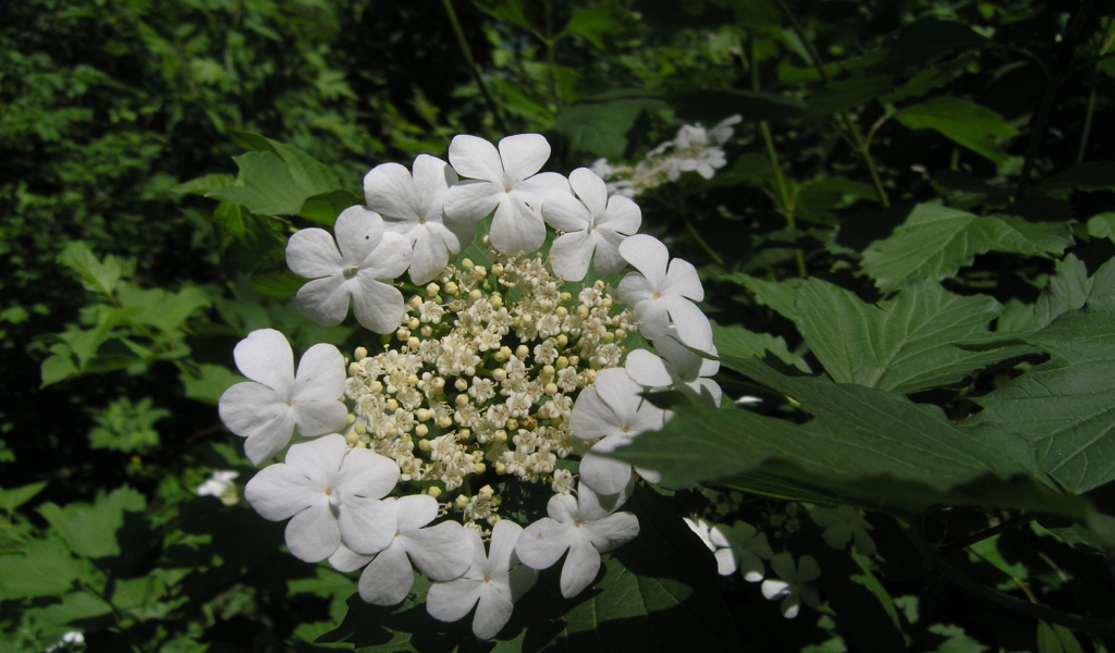 Растение резуха