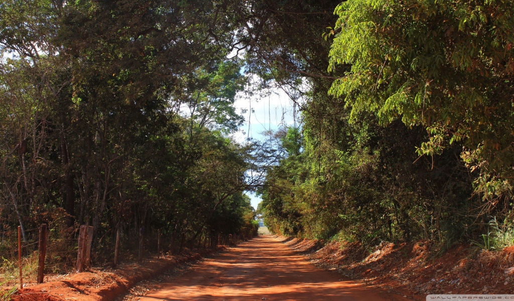 Аллея в лесу