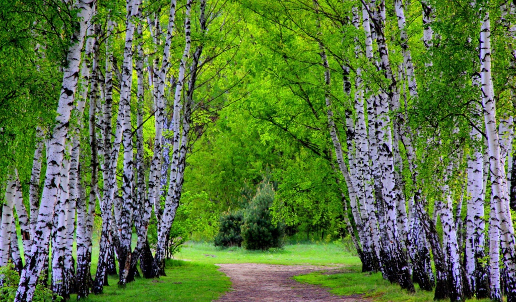 Аллея березовых деревьев